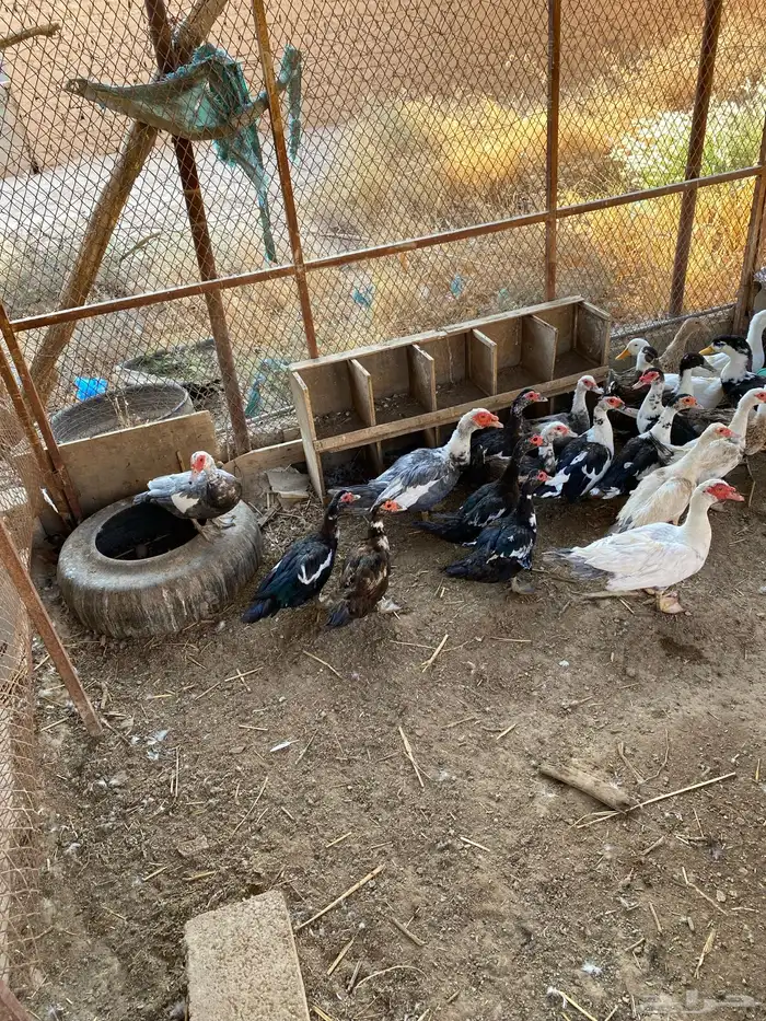 بط مصري للبيع 1