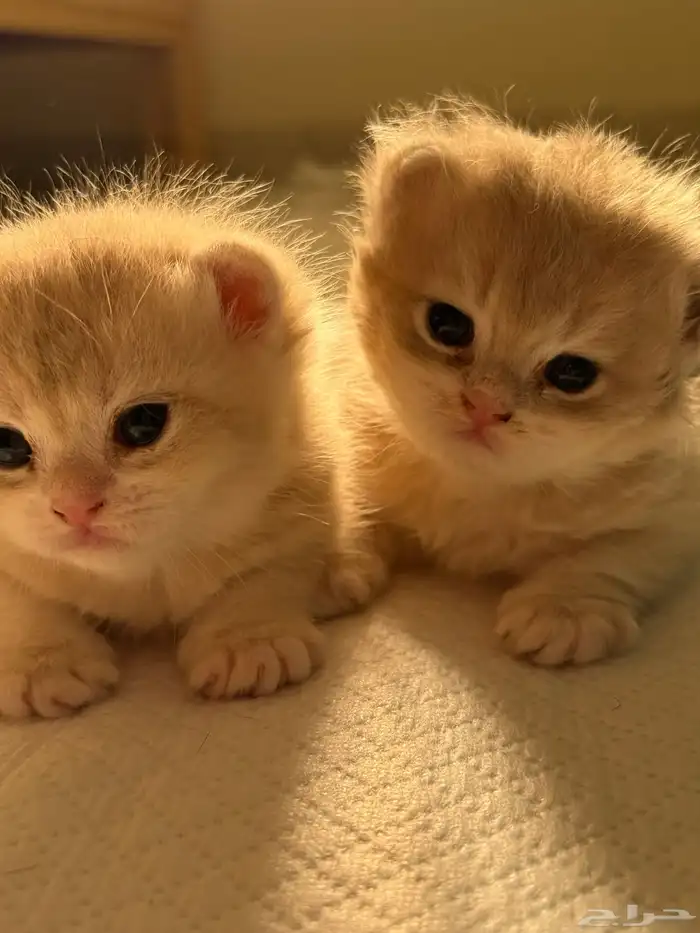 قطط بريتش للبيع بشهادة نسب موثوقه 3