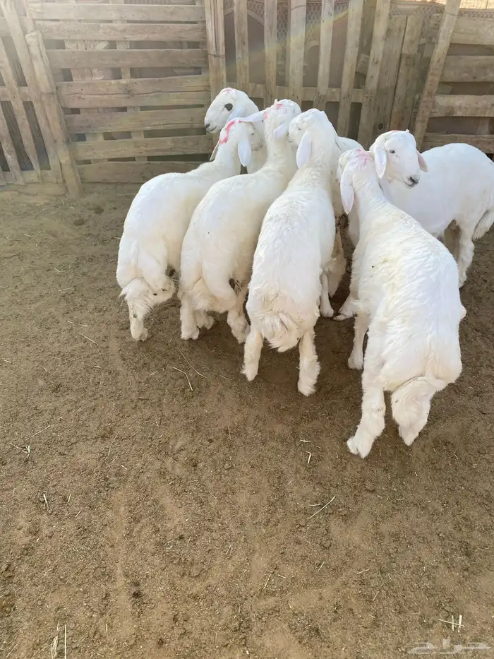 البيع طليان العدد 6 حلوات ونظاف وشحم 3