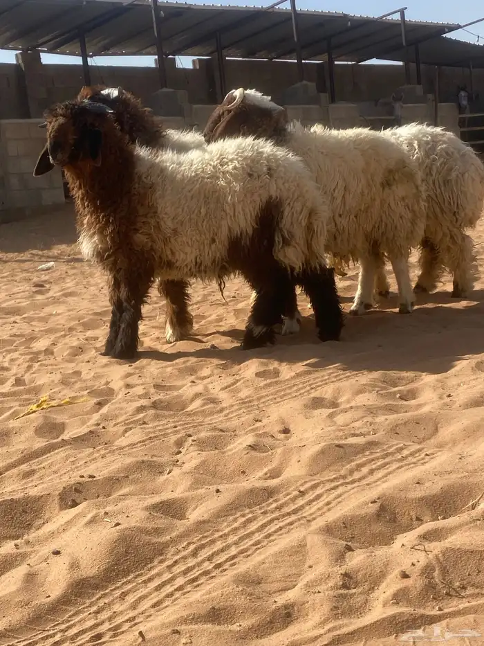 خرفان نعيمي 3