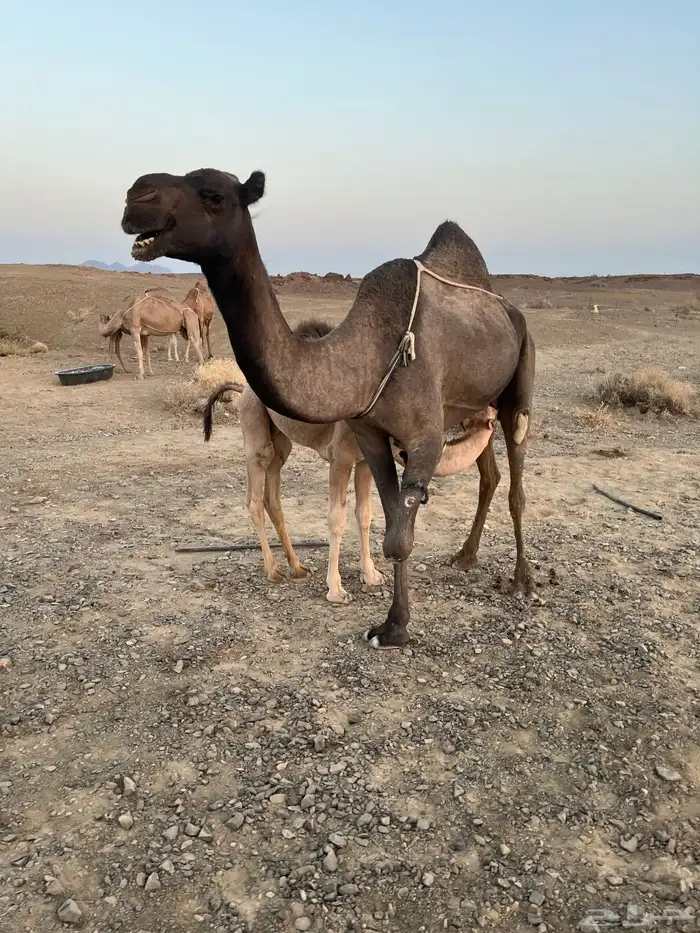 عشرا منيحه 0