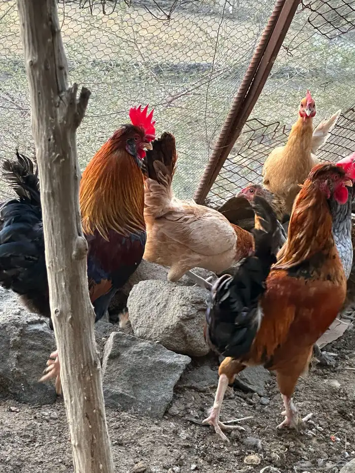 ديوك أمريكي مع دجاج بلدي تبارك الرحمن 5