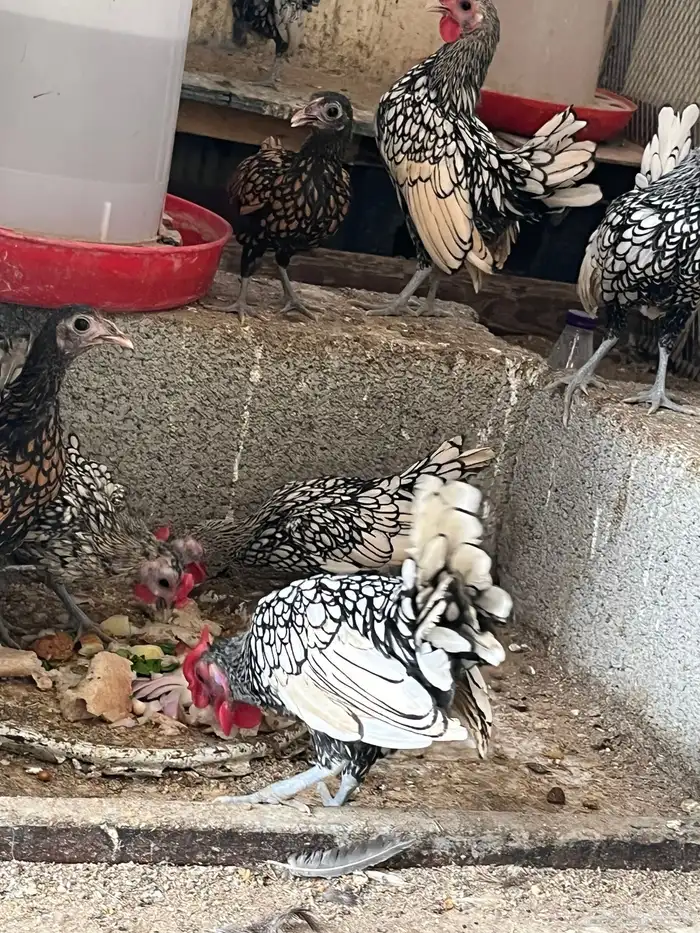للبيع دجاج سبرايت شبابي 1