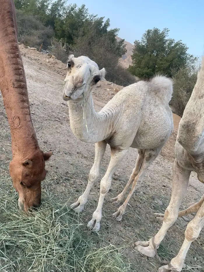 جعرانة بجوار الحديقة 0