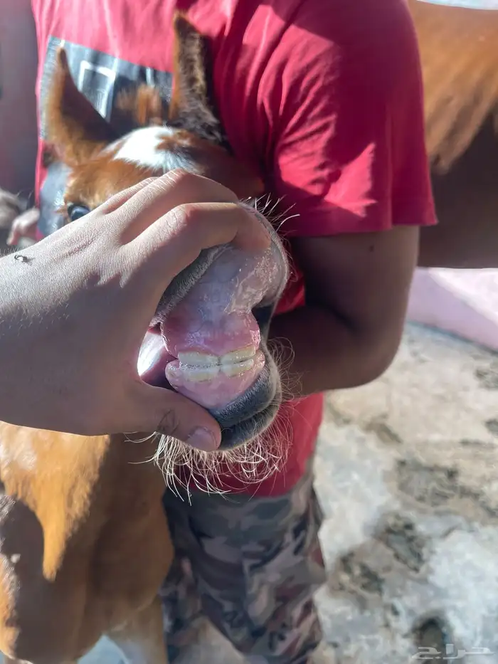 فرس شيخه بنت بطل العالم ابها قطر 1