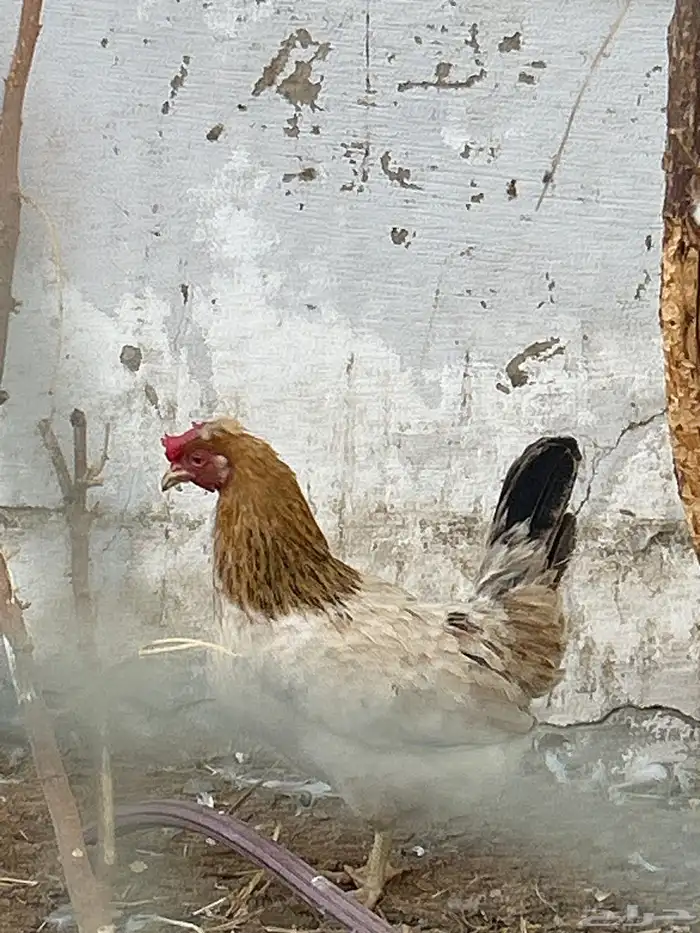 دجاج وديك حار يلقح والدجاجة بياضة والبيض في الصورة 1