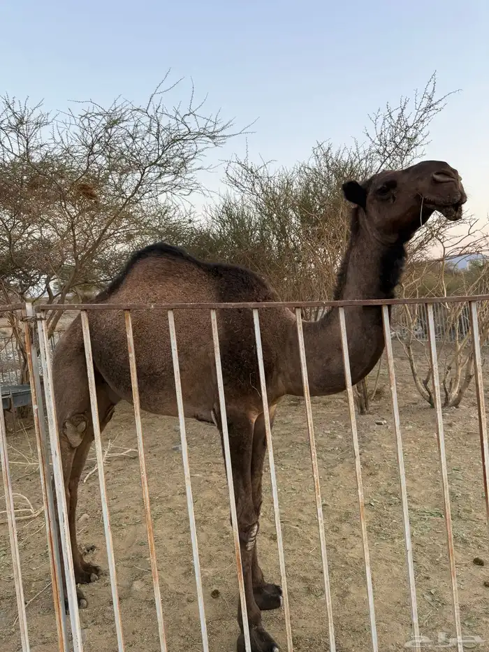 قعود العمر سنه نضيف 0