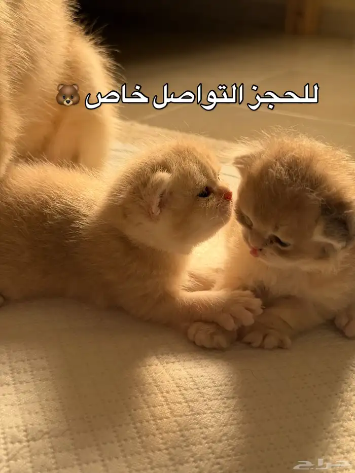 قطط بريتش للبيع بشهادة نسب موثوقه 2