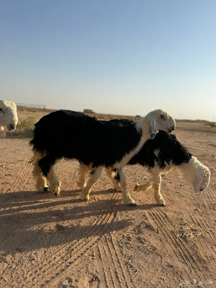 مشروع نجدي 1