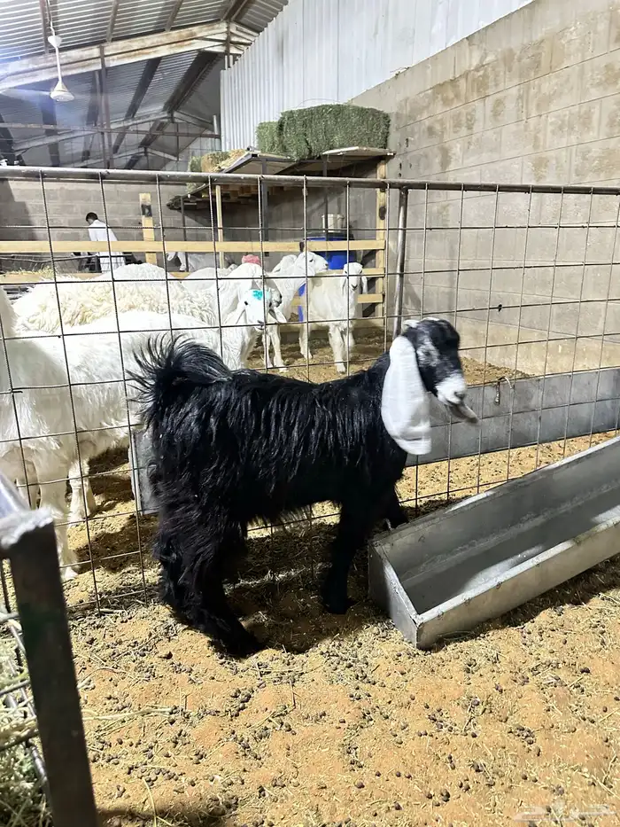 معزى وضان عارضيات وحريات 3