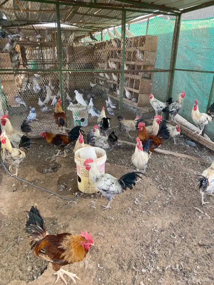 ديوك ذبح 7 شهور 1