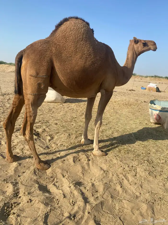 لقحه للبيع 3