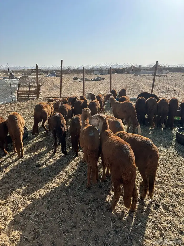 طليان سواكني حمري (تم البيع) 2