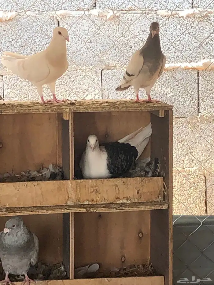 زاجل فراشة وزاجل رديوس وزاجل مكاتيف للبيع 4