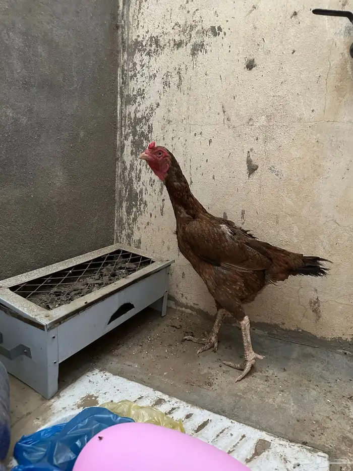 دجاجة باكستانية 1
