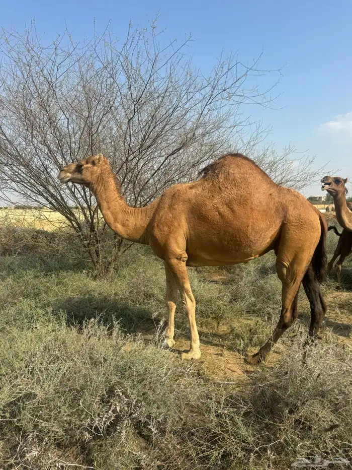 ناقة ساحلية 3