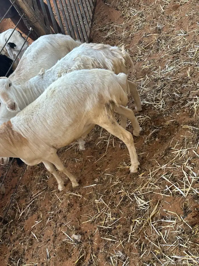 طليان رفيديات وبرابر مرآبي 23