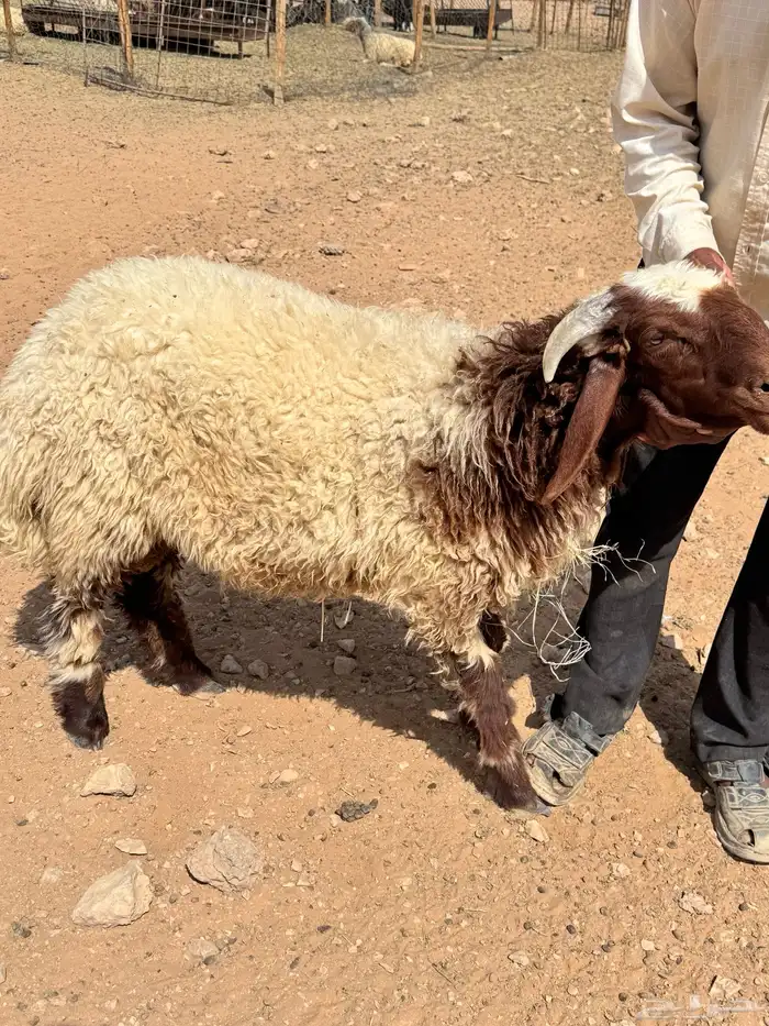 للبيع ذبايح نعيم جبر وناهي فاخر 2