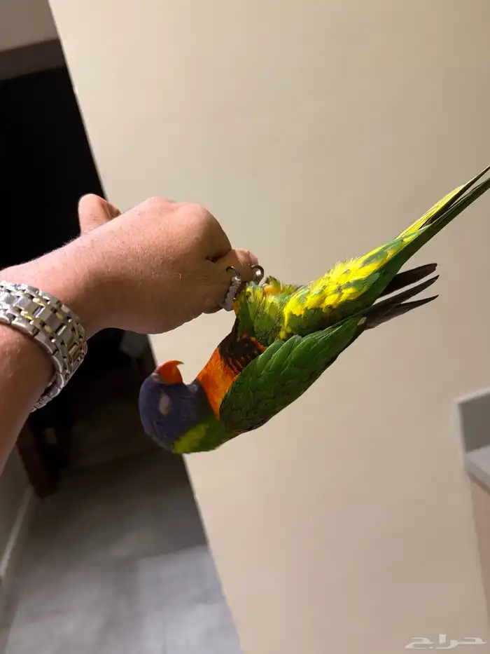 لوري اليف جدا لعوب متكلم لايجي الا الصامل 3