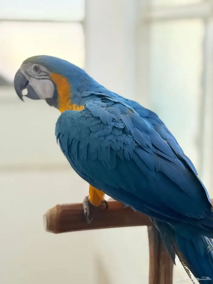 ببغاء مكاو اليف ومتكلم عمر 8 شهور 4