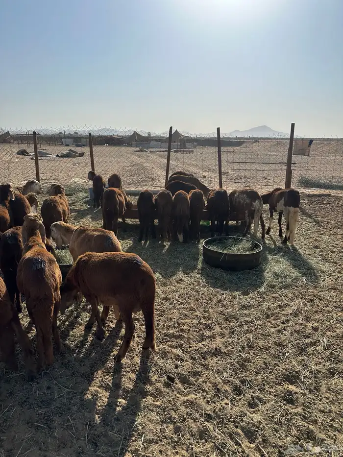 طليان سواكني حمري (تم البيع) 1