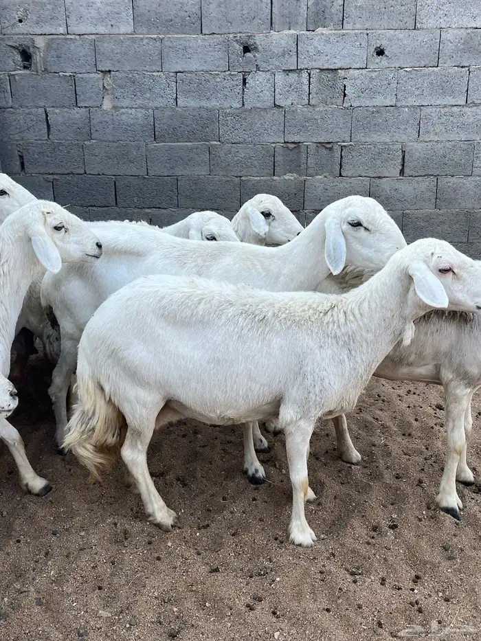 ضان صنف تم البيع 1