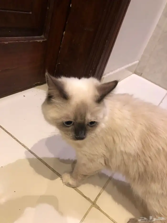 قطه لتبني 0