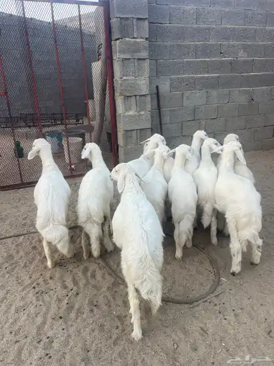 رخال index