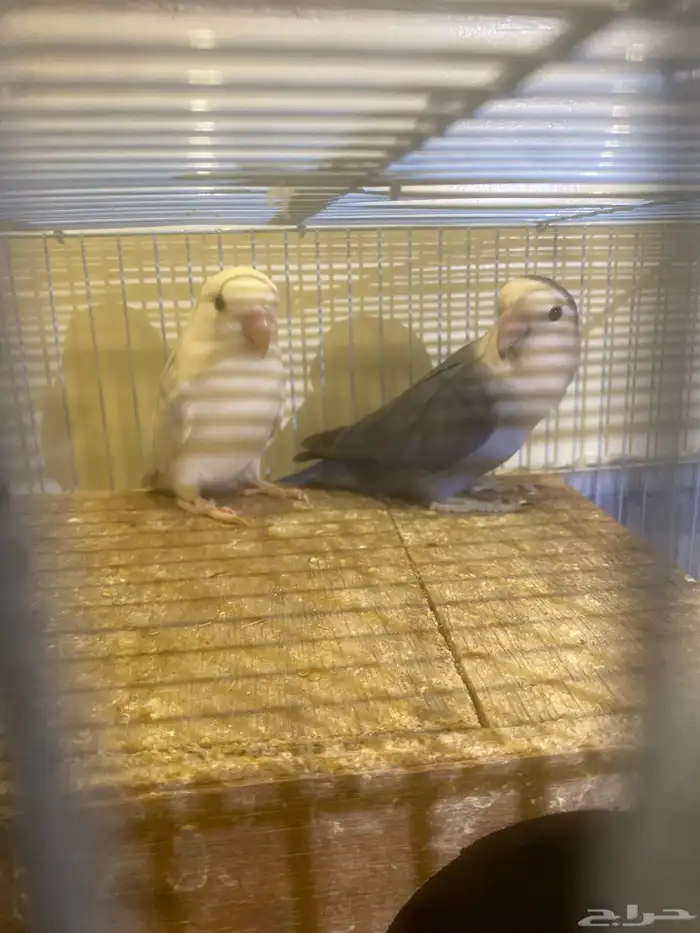 للبيع روز بدون شبك 2