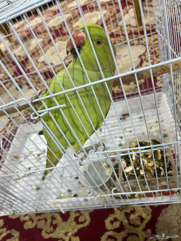 بغبغا للبيع 0