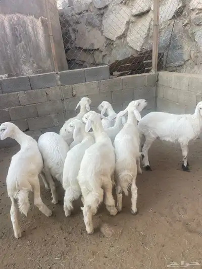 رخال index
