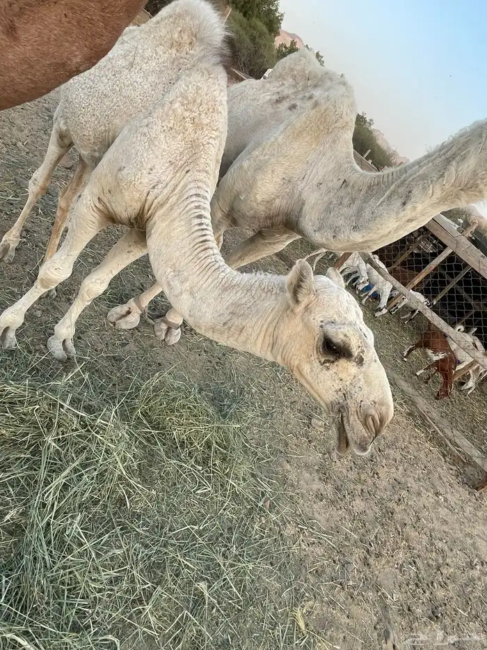 جعرانة بجوار الحديقة 4