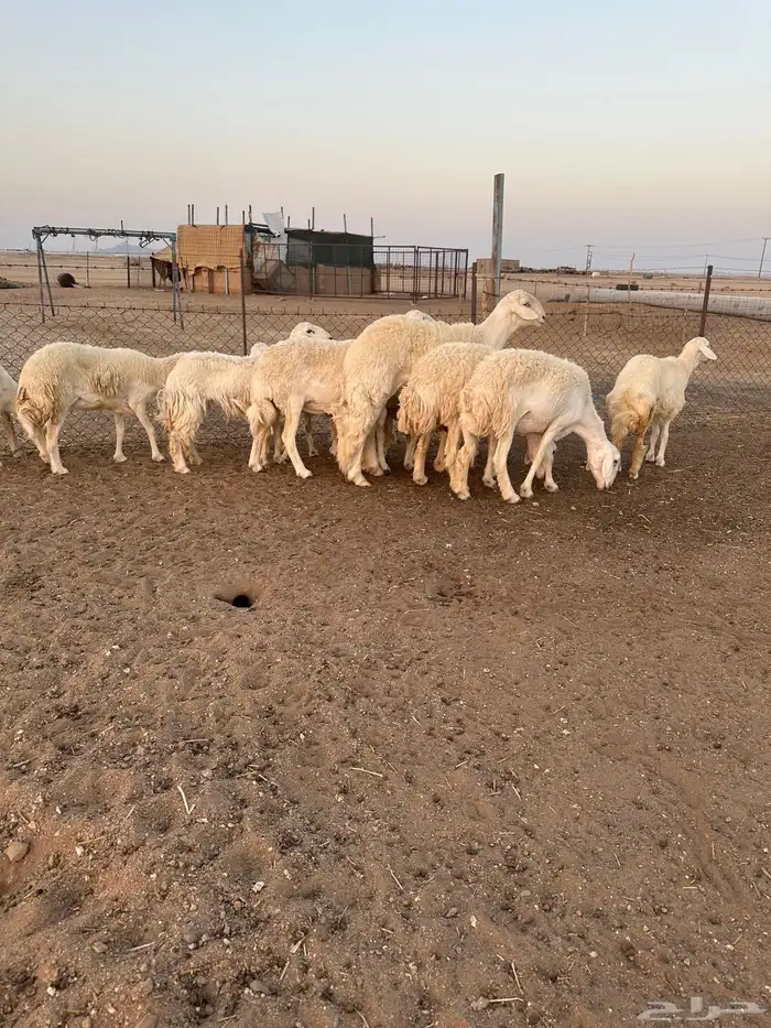 حريات طيبه 3