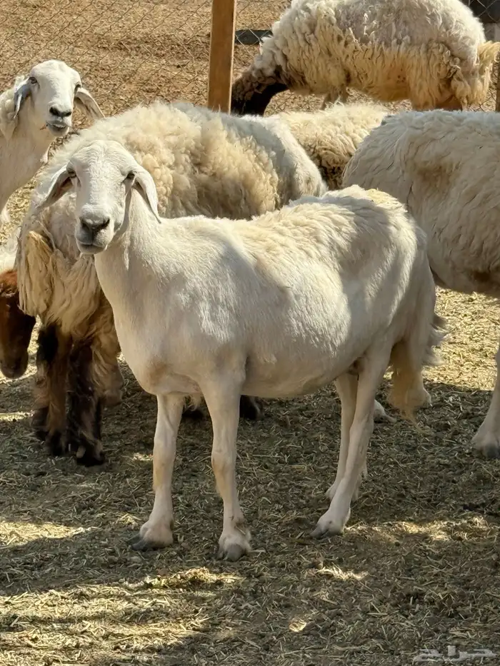 غنم حريات دفيع 0