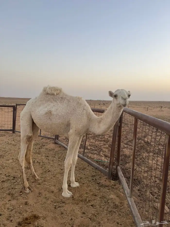 حقه وضحا كفو 0