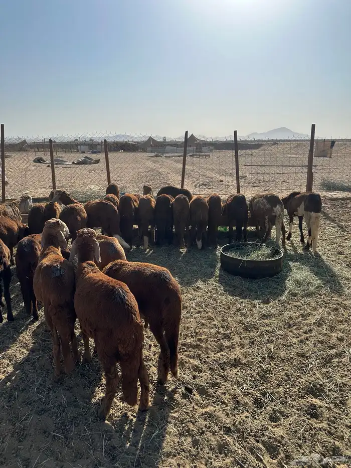 طليان سواكني حمري (تم البيع) 5