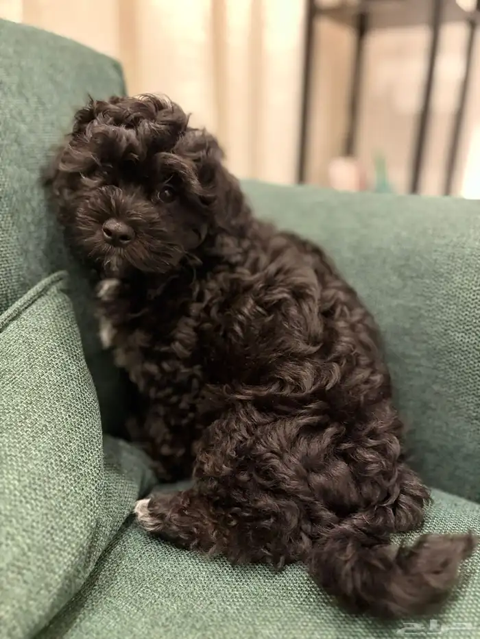 shih poo dogs for sale كلاب شيبو للبيع 15