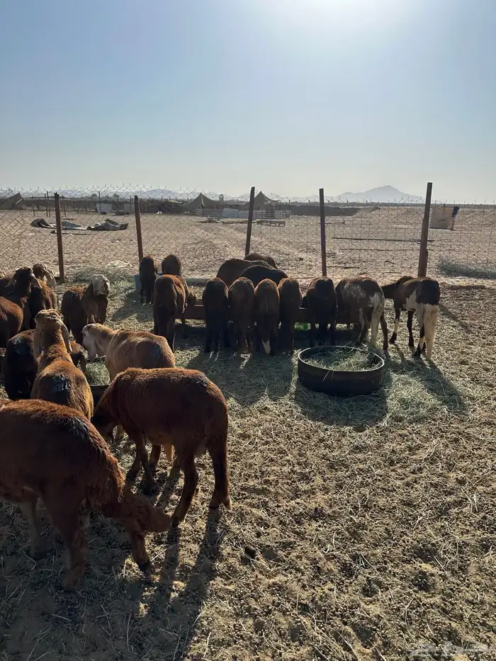 طليان سواكني حمري (تم البيع) 6