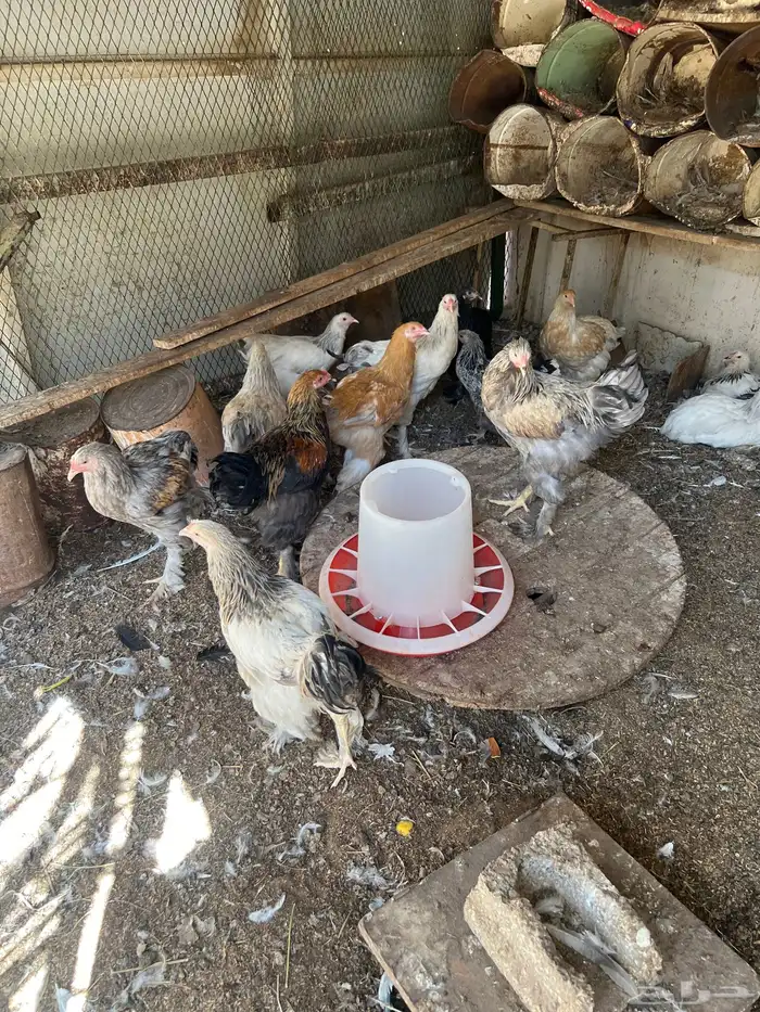 القصيم بريدة حي ضراس 3