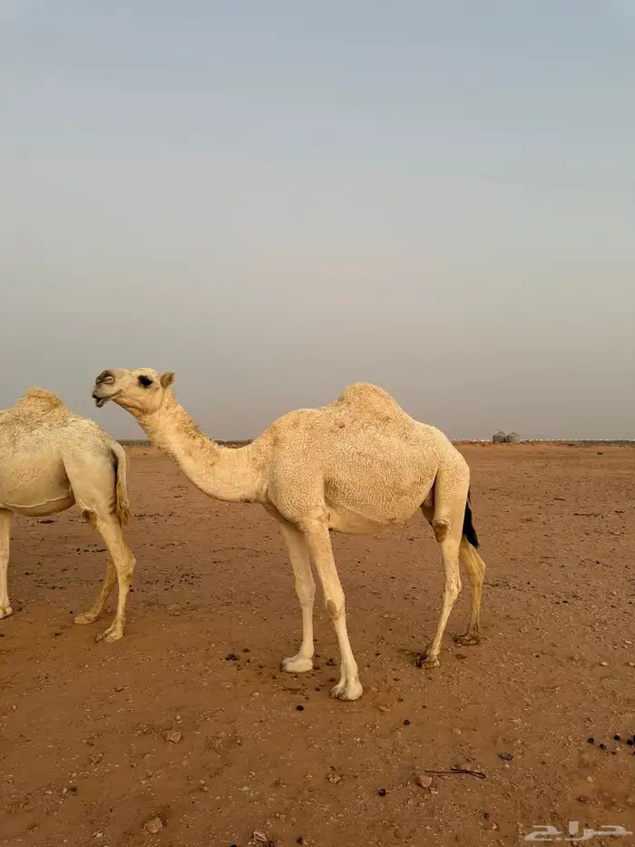 لقحات قريبات سليمات العذاريب 2