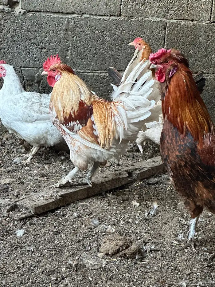 ديوك أمريكي مع دجاج بلدي تبارك الرحمن 10