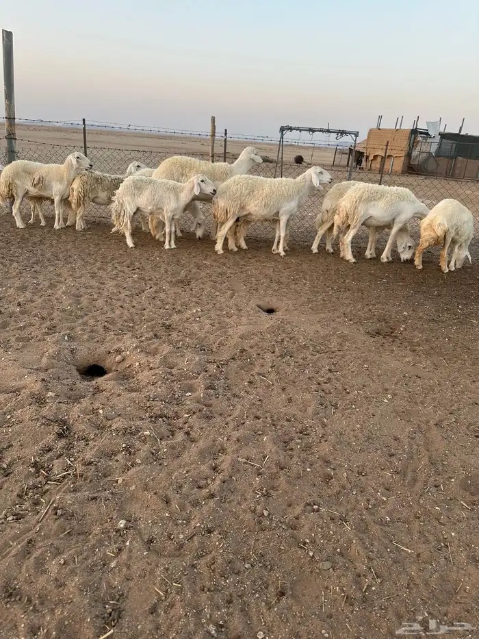 حريات طيبه 0