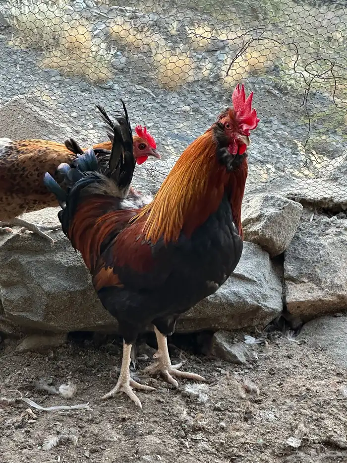 ديوك أمريكي مع دجاج بلدي تبارك الرحمن 1