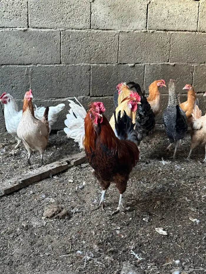 ديوك أمريكي مع دجاج بلدي تبارك الرحمن 13