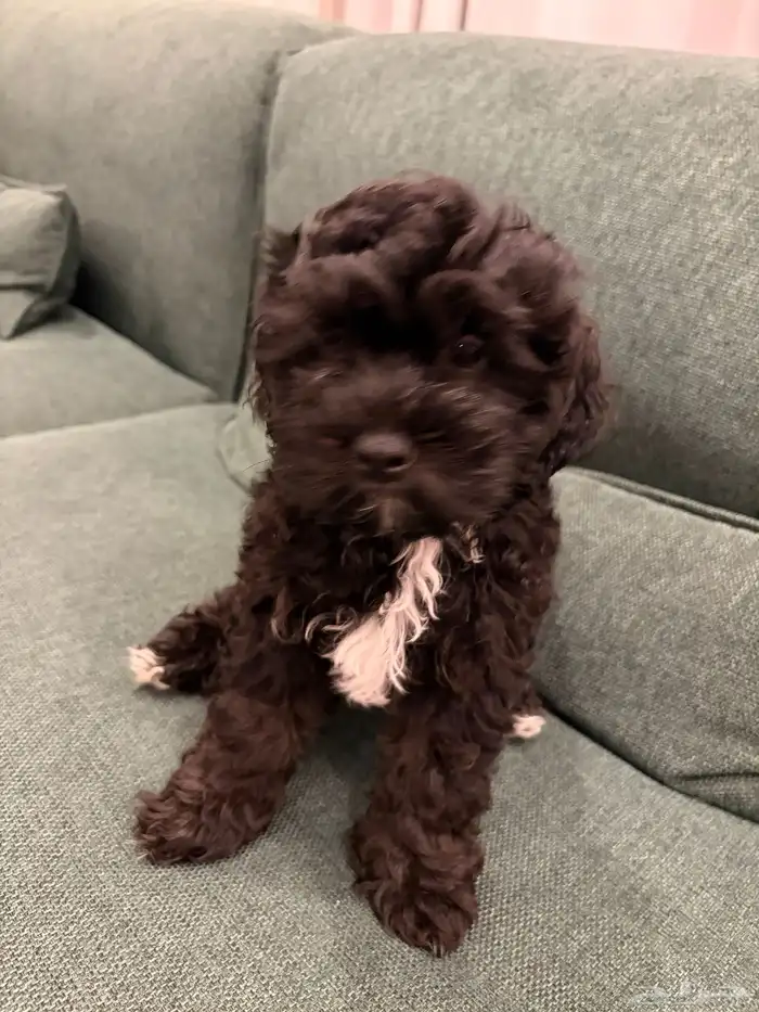 shih poo dogs for sale كلاب شيبو للبيع 19
