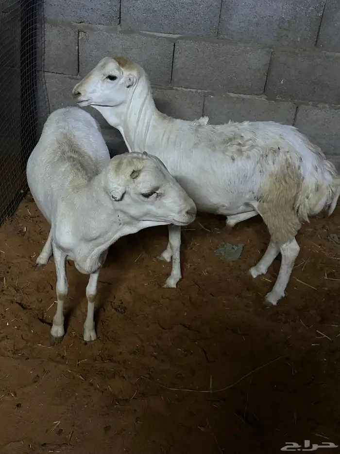 طليان رفيديات وبرابر مرآبي 0