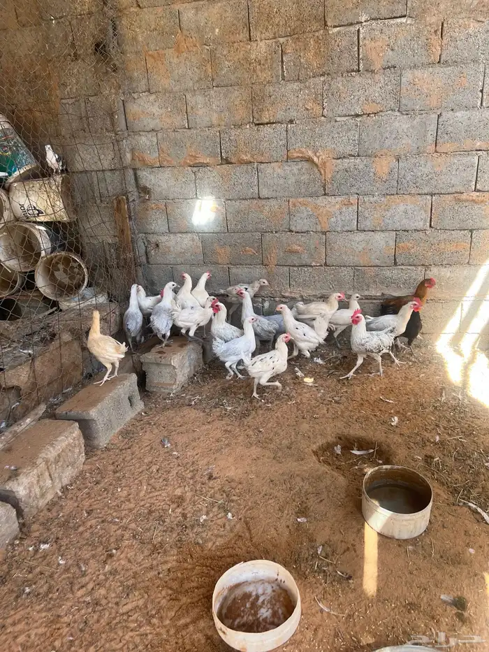 حمام ودجاج للبيع 13