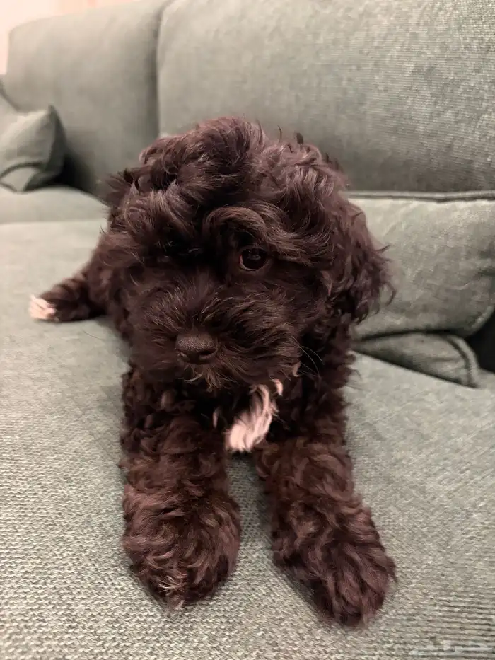 shih poo dogs for sale كلاب شيبو للبيع 22