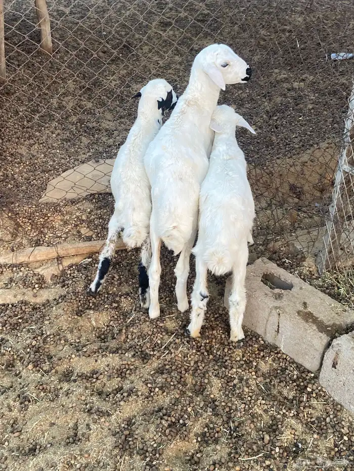 طليان حريه 0