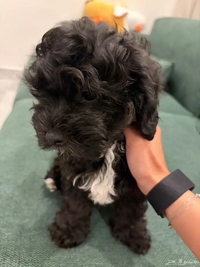 shih poo dogs for sale كلاب شيبو للبيع 30